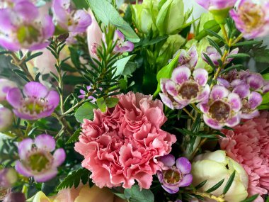 Dianthus Caryophyllus buketi yakın plan. Dianthus Caryophyllus 'un geçmişi