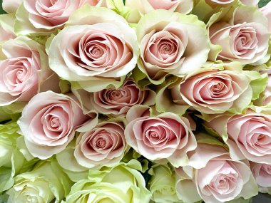 Yakından bir buket beyaz kırmızı gül. Beyaz kırmızı güllerin arkaplanı