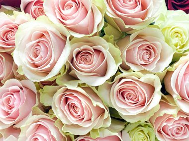 Yakından bir buket beyaz kırmızı gül. Beyaz kırmızı güllerin arkaplanı