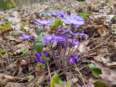 Anemone hepatikasından sonraki ilk kar damlası. Anemone hepatikası ormanda çiçek açtı.