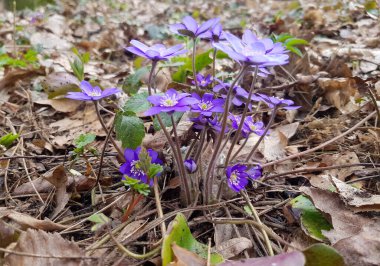 Anemone hepatikasından sonraki ilk kar damlası. Anemone hepatikası ormanda çiçek açtı.