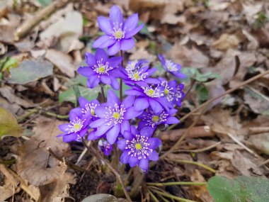 Anemone hepatikasından sonraki ilk kar damlası. Anemone hepatikası ormanda çiçek açtı.