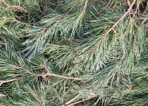 Background of pine branches. Texture of pine branches