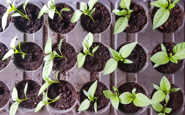 Bulgarian Pepper Seedlings Home Planting Close — Stock Photo, Image