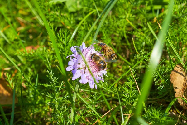 Honey Bee Apis Mellifera Collects Pollen Honey Flower Bee Close — Stock Photo, Image