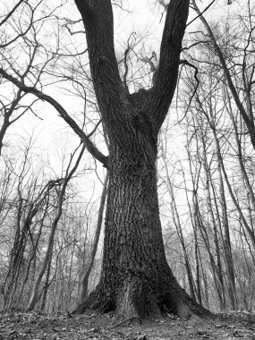 Ormanda büyüyen büyük bir meşe ağacı. Siyah beyaz fotoğraf