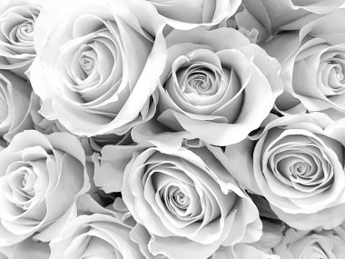 Siyah-beyaz gül buketi. Siyah beyaz fotoğraf