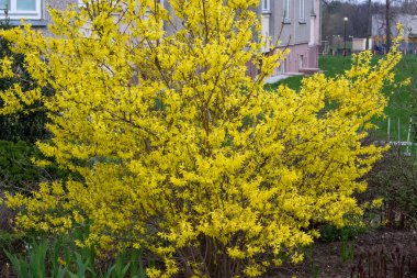 Baharda çalı çalısı Forsythia viridissima veya supensa çiçek açtı.