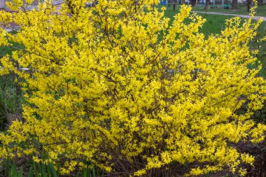 Baharda çalı çalısı Forsythia viridissima veya supensa çiçek açtı.