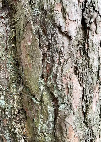 Kontekst Kory Sosny Zbliżenie Kory Sosny Tekstura Kory Drzewa Wersja — Zdjęcie stockowe