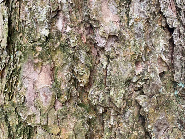 Kontekst Kory Sosny Zbliżenie Kory Sosny Tekstura Kory Drzewa — Zdjęcie stockowe
