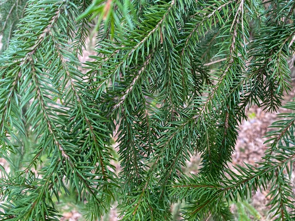 Ramo Árvore Close Ramos Verdes Árvore Natal Crescem Floresta Árvore — Fotografia de Stock