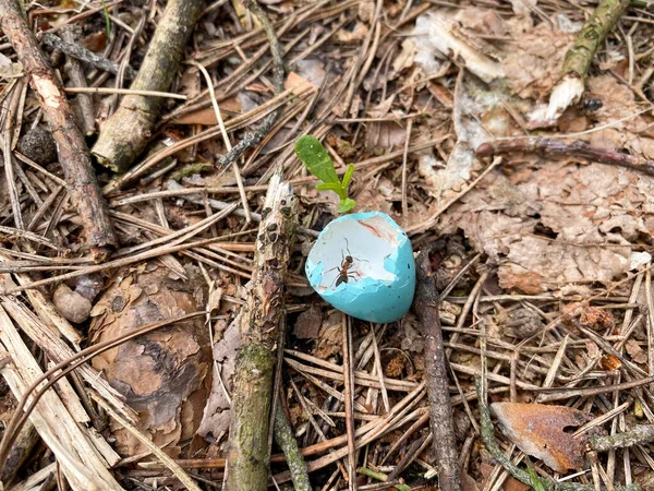 Uma Formiga Família Formica Rufa Rastejou Uma Casca Ovo Busca — Fotografia de Stock