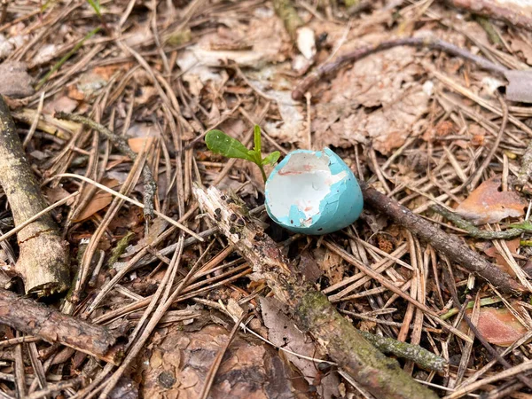 Uma Casca Ovo Cor Azul Jaz Chão Floresta Eggshell Close — Fotografia de Stock