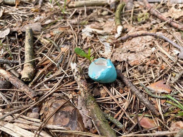 Uma Casca Ovo Cor Azul Jaz Chão Floresta Eggshell Close — Fotografia de Stock