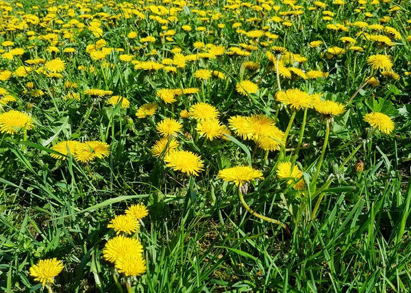 Bakgrund Maskrosor Familjen Taraxacum Officinale Närbild Ett Fält Fullt Maskrosor — Stockfoto