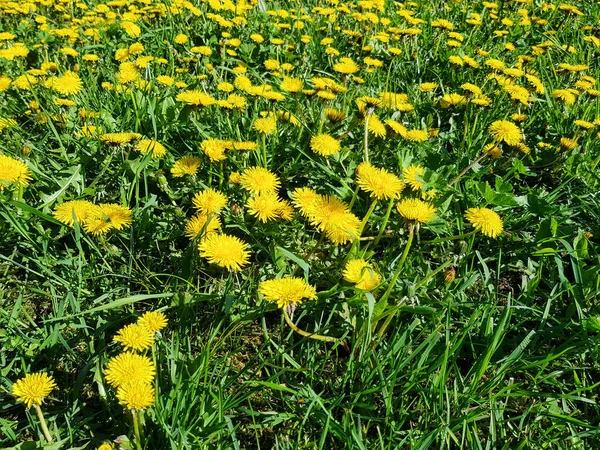 Bakgrund Maskrosor Familjen Taraxacum Officinale Närbild Ett Fält Fullt Maskrosor — Stockfoto