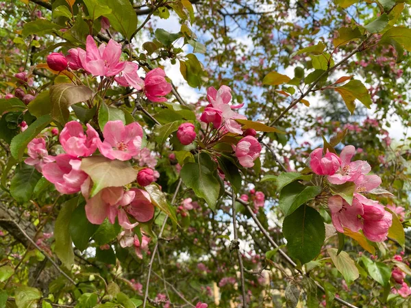 Det Blommande Trädet Malus Domestica Blommor Ett Hemmagjort Äppelträd — Stockfoto