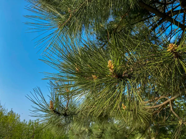 Jovem Aleppo Pinus Halepensis Cresce Parque — Fotografia de Stock