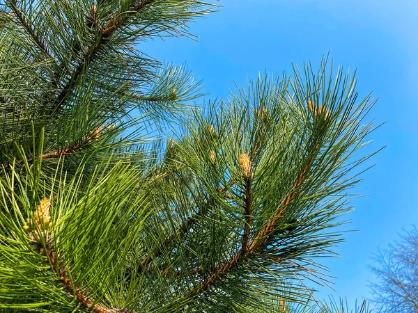 Jovem Aleppo Pinus Halepensis Cresce Parque — Fotografia de Stock