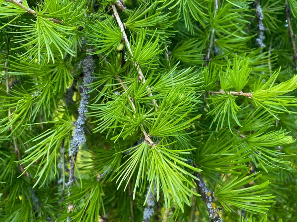 Branche Européenne Mélèze Larix Decidua Pendula Gros Plan Sur Succursale — Photo