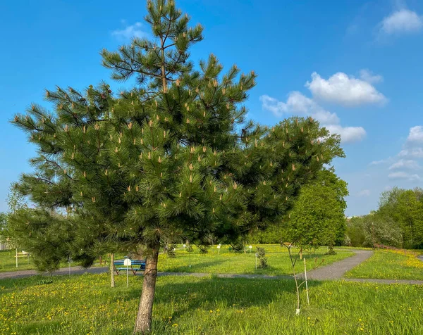 Nel Parco Cresce Giovane Pino Aleppo Pinus Halepensis — Foto Stock