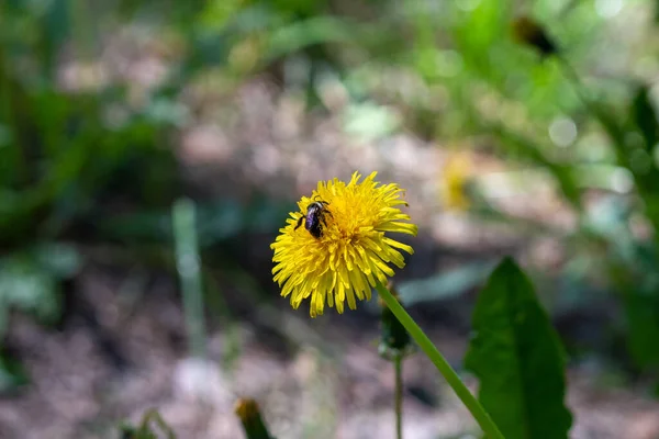 Lone Bumblebee Bombus Samlar Honungspollen Från Maskros Taraxacum Officinale Närbild — Stockfoto