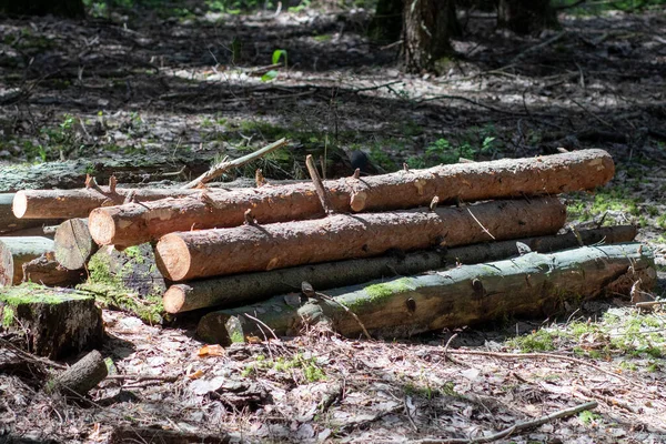Des Troncs Pins Abattus Reposent Sur Sol Dans Forêt Partie — Photo
