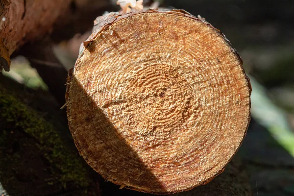 Troncos Madera Talados Pinos Yacen Suelo Bosque Parte Interna Del —  Fotos de Stock