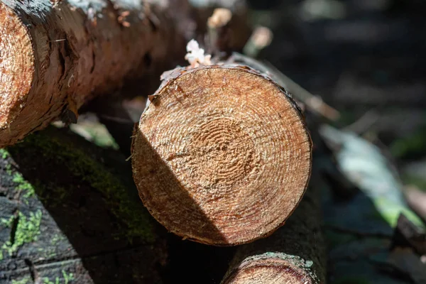 Upadłe Drewniane Pnie Sosen Leżą Ziemi Lesie Wewnętrzna Część Pnia — Zdjęcie stockowe
