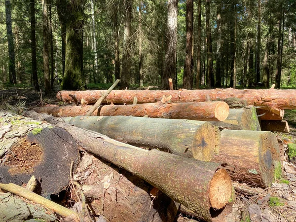 Des Troncs Pins Abattus Reposent Sur Sol Dans Forêt Partie — Photo