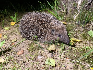 Kirpi ailesinden sevimli bir kirpi Erinaceidae yiyecek aramak için gece yürüyüşüne çıktı.
