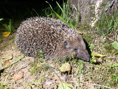 Kirpi ailesinden sevimli bir kirpi Erinaceidae yiyecek aramak için gece yürüyüşüne çıktı.