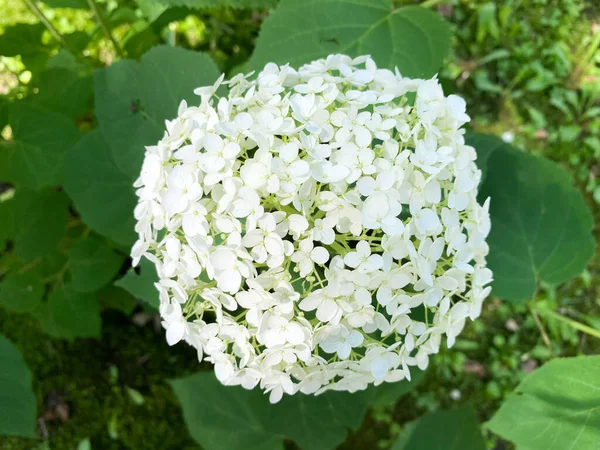 Hydrangea ağaçlarının çiçek açması. Ortanca ağacı gibi yakın plan.