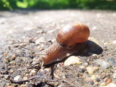 Üzüm salyangozu Helix Pomatia yerde sürünüyor. Kabuklu salyangoz.
