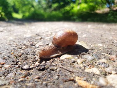 Üzüm salyangozu Helix Pomatia yerde sürünüyor. Kabuklu salyangoz.