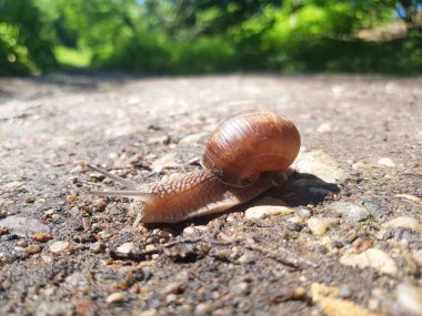 Üzüm salyangozu Helix Pomatia yerde sürünüyor. Kabuklu salyangoz.
