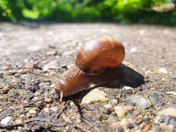 Grape Snail Helix Pomatia Crawls Ground Snail Shell — Stock Photo, Image