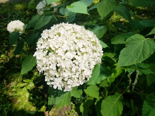 Floração Hortênsia Arborescens Arvore Hortênsia Como Close — Fotografia de Stock