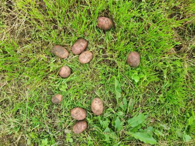 Yeşil çimenlerin üzerinde duran kahverengi patateslerin arka planı