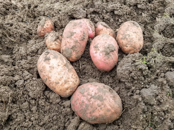 Antecedentes Patatas Desenterradas Primer Plano Las Papas Grandes Yacen Suelo — Foto de Stock