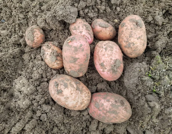 Antecedentes Patatas Desenterradas Primer Plano Las Papas Grandes Yacen Suelo — Foto de Stock