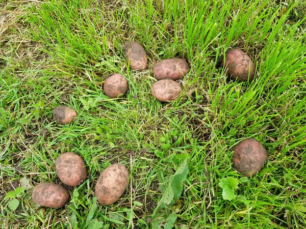 Fondo Papas Marrones Acostado Hierba Verde — Foto de Stock