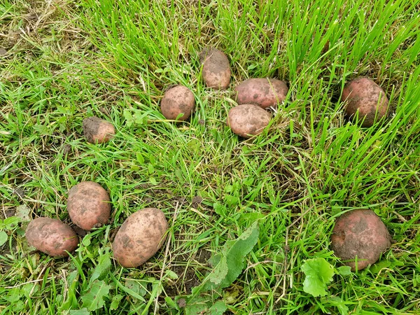 Fondo Papas Marrones Acostado Hierba Verde — Foto de Stock