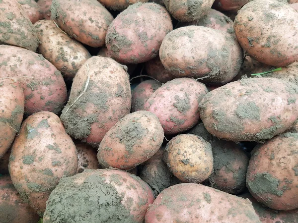 Antecedentes Patatas Desenterradas Primer Plano Las Papas Grandes Yacen Suelo — Foto de Stock