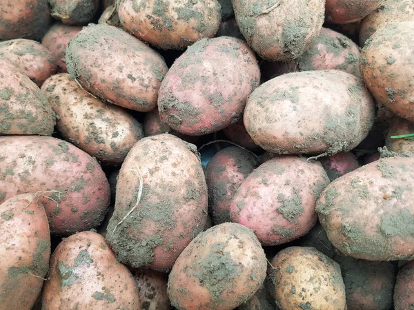 Antecedentes Patatas Desenterradas Primer Plano Las Papas Grandes Yacen Suelo — Foto de Stock
