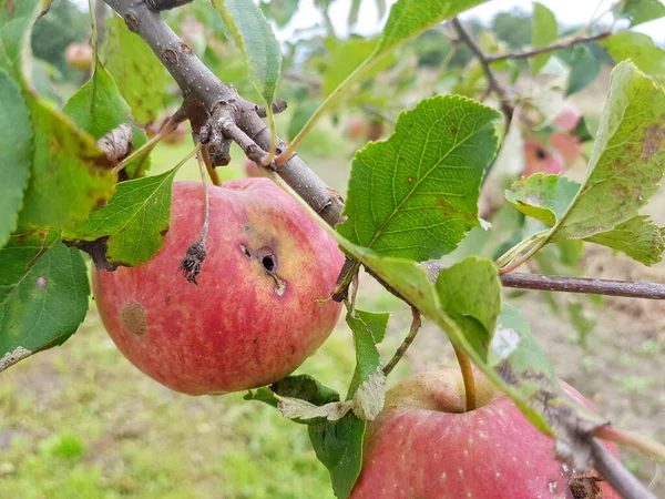 Red rotten apples are hanging on a branch in the garden. An apple eaten by parasites hangs on a tree