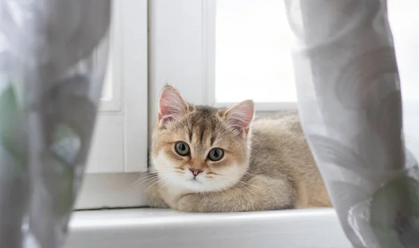 Kucing Bulu Pendek Inggris Golden Chinchilla — Stok Foto