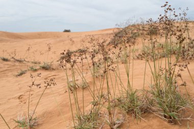 Mavi gökyüzü olan beyaz kum tepeleri, Mui Ne, Vietnam, Asya