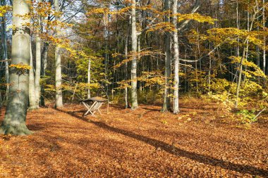 Sonbaharda kayın ormanı, sonbahar mevsimi. Kahverengi yapraklar yerde. Ağaçlardan gelen güneş ışınları. Polonya, Silezya 'daki mistik orman.